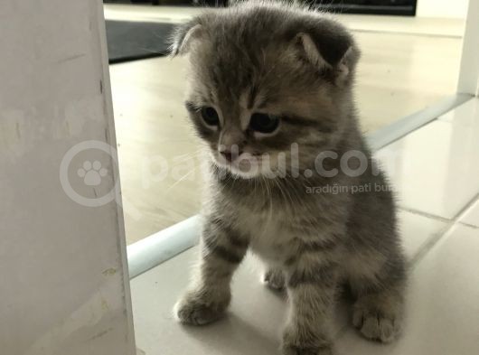 Scottish Straight Fold Yavruları Yuvalarını Arıyor görsel