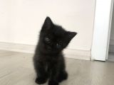 Scottish Straight Fold Yavruları Yuvalarını Arıyor