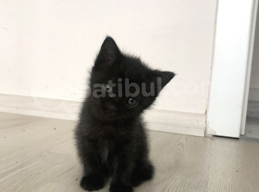 Scottish Straight Fold Yavruları Yuvalarını Arıyor görsel