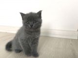 Scottish Straight Fold Yavruları Yuvalarını Arıyor