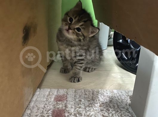 Scottish Straight Fold Yavruları Yuvalarını Arıyor görsel
