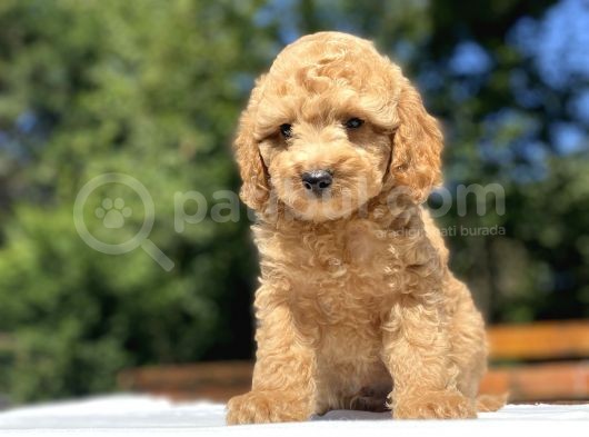 Sevi̇mli̇ Poodle Bebekleri̇mi̇z görsel
