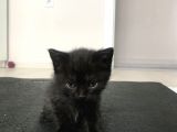 Scottish Straight Fold Yavruları Yuvalarını Arıyor
