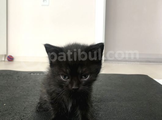 Scottish Straight Fold Yavruları Yuvalarını Arıyor görsel