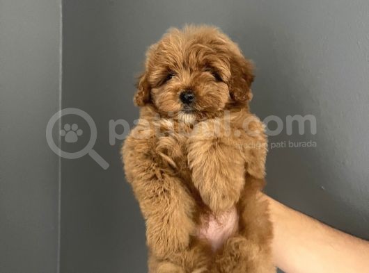 Red Brown Toy Poodle Kore Kanı Dişi görsel