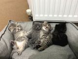 Scottish Straight Fold Yavruları Yuvalarını Arıyor