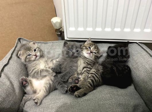 Scottish Straight Fold Yavruları Yuvalarını Arıyor görsel