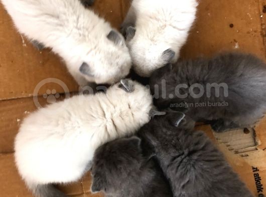 Scotish Fold Ve Britsh Shorthair Yavrular görsel