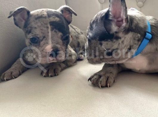 French Bulldog görsel