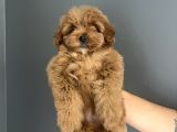 Red Brown Toy Poodle Kore Kanı Dişi