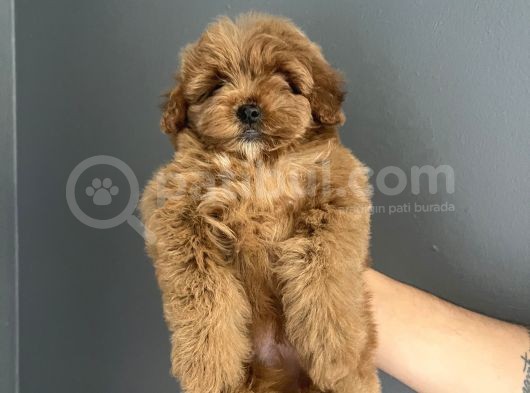 Red Brown Toy Poodle Kore Kanı Dişi görsel