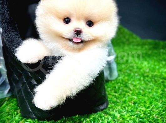 Irk Ve Sağlık Garantili Pomeranian Boo Yavrularımız