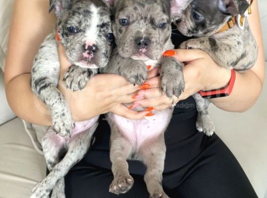 French Bulldog görsel