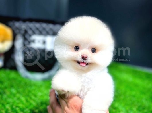 Ayı Surat Pomeranian Boo Yavrularımız
