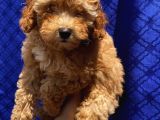 Di̇şi̇ Toypoodle Yavrularimiz