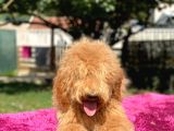 Amerikan Gen Medium Ve Dev Boy  Labradoodle