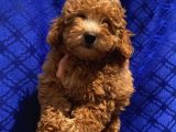Di̇şi̇ Toypoodle Yavrularimiz