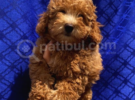 Di̇şi̇ Toypoodle Yavrularimiz görsel