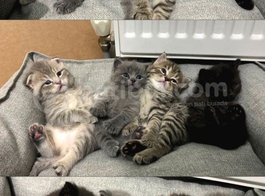 Scottish Straight Fold Yavruları Yuvalarını Arıyor