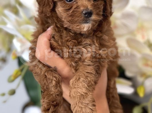 Toy Poodle Irk Ve Sağlık Garantili görsel