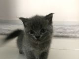 Scottish Straight Fold Yavruları Yuvalarını Arıyor