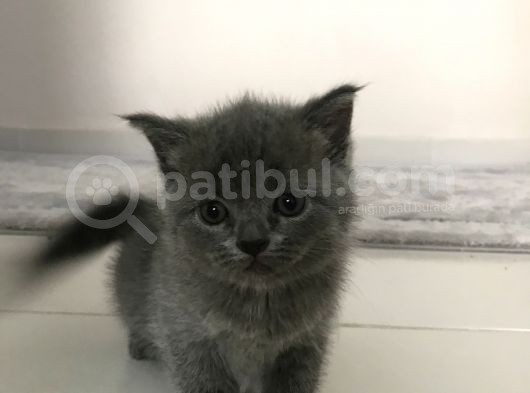 Scottish Straight Fold Yavruları Yuvalarını Arıyor görsel