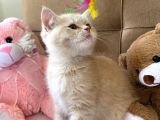 British Shorthair Golden Uyguna