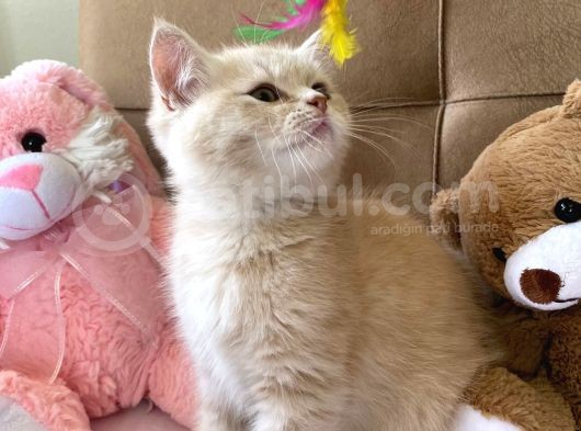 British Shorthair Golden Uyguna