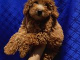 Di̇şi̇ Toypoodle Yavrularimiz