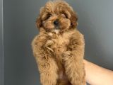 Red Brown Toy Poodle Kore Kanı Dişi