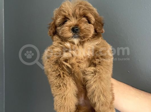 Red Brown Toy Poodle Kore Kanı Dişi görsel