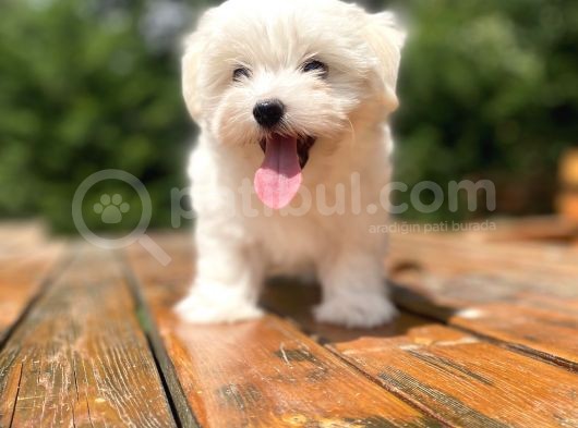 Bebek Yüzlü Maltese Terri̇er Bebekler