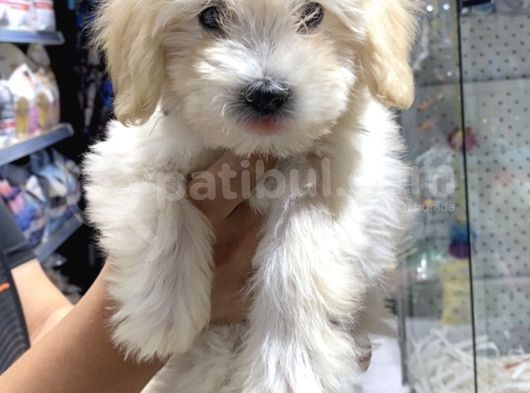 Orijinal Maltipoo Yavru Sağlikli Ve Irk Garantilidir görsel