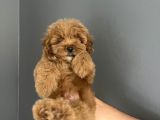 Red Brown Toy Poodle Kore Kanı Dişi