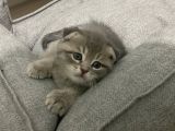 Scottish Straight Fold Yavruları Yuvalarını Arıyor
