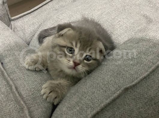Scottish Straight Fold Yavruları Yuvalarını Arıyor görsel