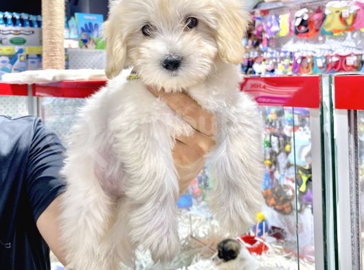 Orijinal Maltipoo Yavru Sağlikli Ve Irk Garantilidir görsel