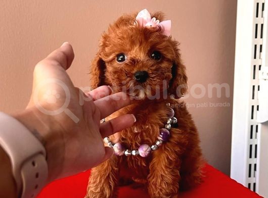 Tatli Poodle Yavrular