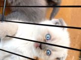 Scotish Fold Ve Britsh Shorthair Yavrular