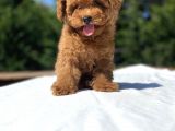 Red Brown Di̇şi̇ Toy Poodle Bebekler
