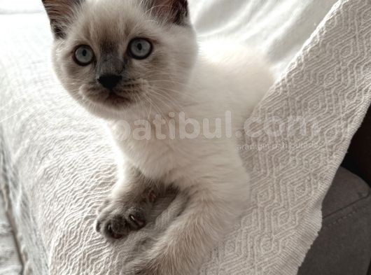 3Aylık Yavru görsel