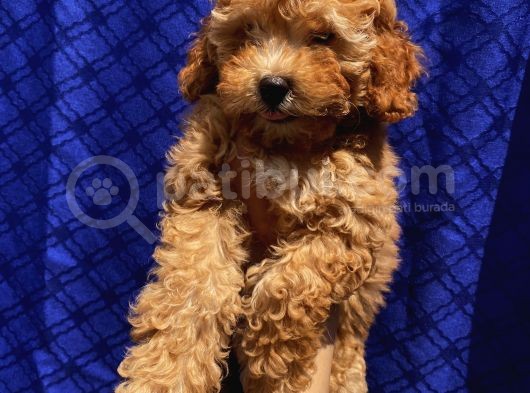 Di̇şi̇ Toypoodle Yavrularimiz görsel