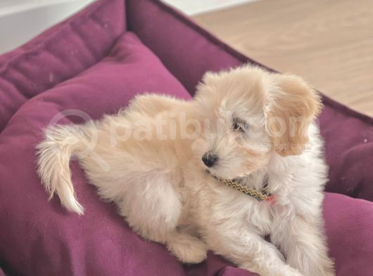 Orijinal Maltipoo Yavru Sağlikli Ve Irk Garantilidir görsel