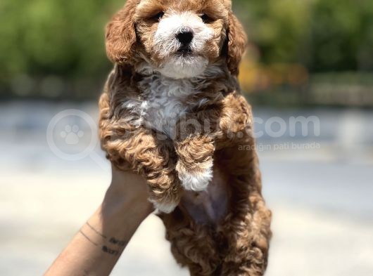 Bebek Surat Toy Poodle Yavrular görsel