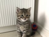 Scottish Straight Fold Yavruları Yuvalarını Arıyor
