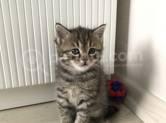 Scottish Straight Fold Yavruları Yuvalarını Arıyor görsel