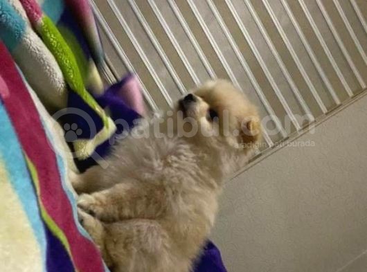 Pomeranian 3 Aylık Erkek görsel