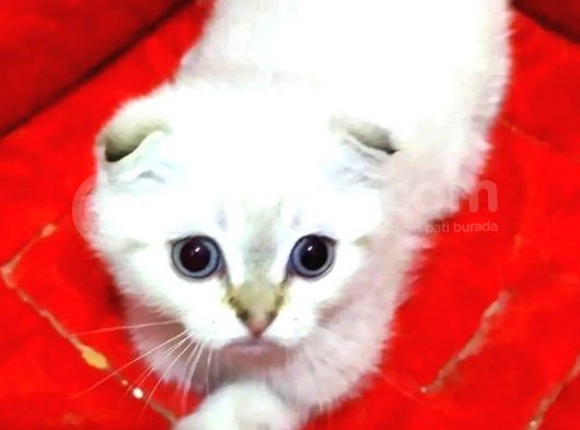 2 Adet Silver Scottish Fold Prenses görsel