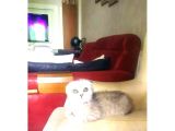 2 Adet Silver Scottish Fold Prenses