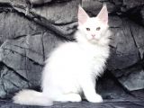 Show Class White Mainecoon Dişi Erkek